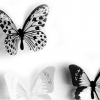 everythink.gr –Αυτοκόλλητα πεταλούδες